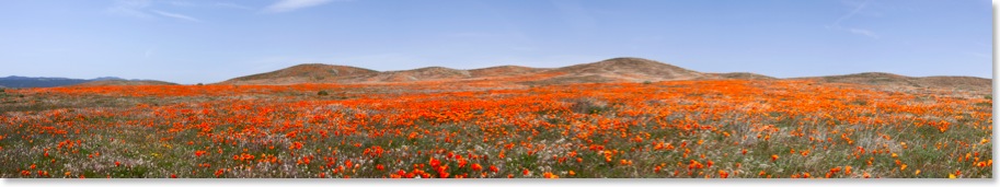 Antelope Valley California Poppy Reserve